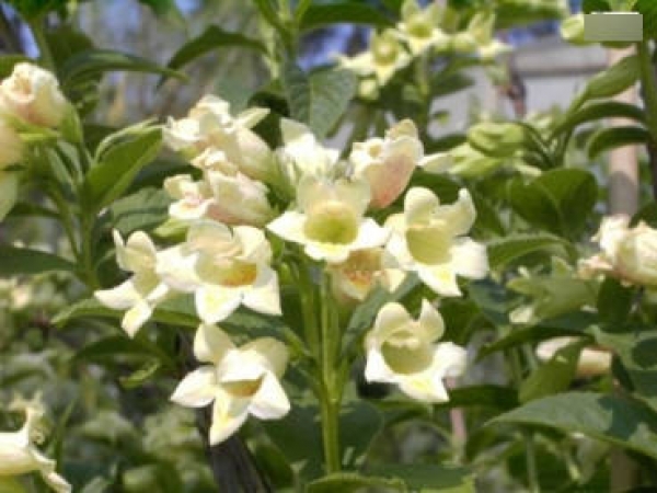 Weigela middendorfiana Goldweigelie